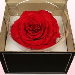 Forever red rose in bloom - Same Day Flowers