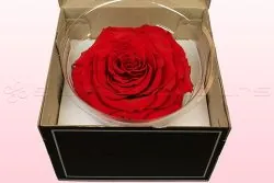 Forever red rose in bloom - Same Day Flowers