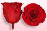 Forever Red Rose - Image 2
