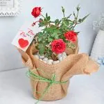 Red Roses for Love - Same Day Flowers