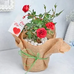 Red Roses for Love - Same Day Flowers