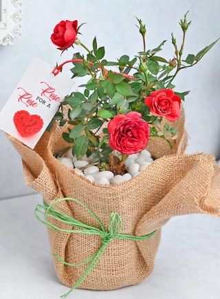 Red Roses for Love - Same Day Flowers