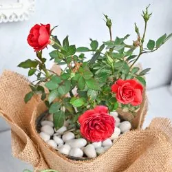 Red Roses for Love - Same Day Flowers