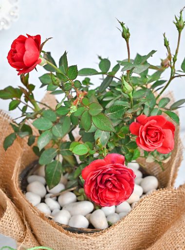 Red Roses for Love - Same Day Flowers