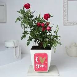 Rose Plant Gift Pakistan - Same Day Flowers
