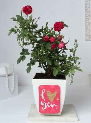 Rose Plant Gift Pakistan - Same Day Flowers
