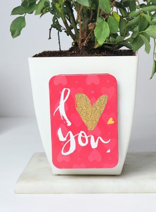 Rose Plant Gift Pakistan - Same Day Flowers