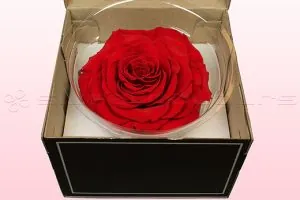 Order Now Rose Box - Same Day Flowers