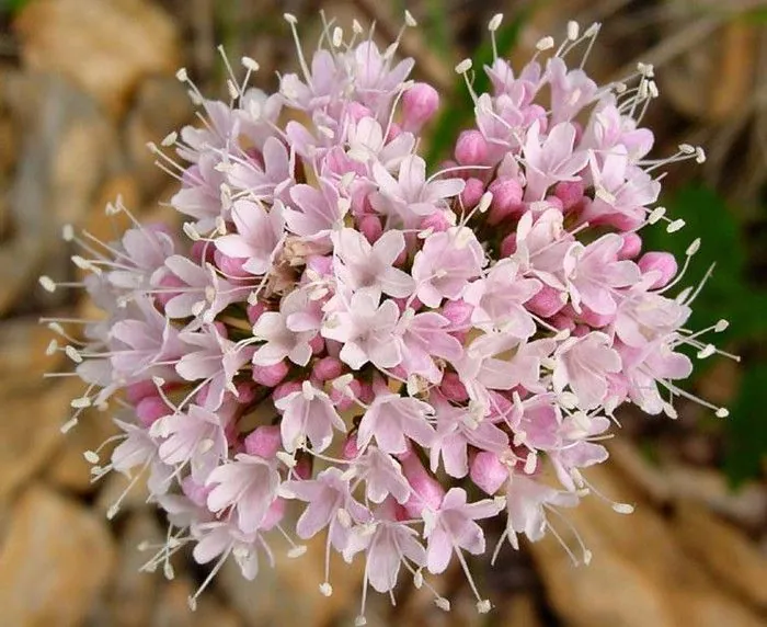 Flowers That Heal Naturally https://samedayflowers.pk