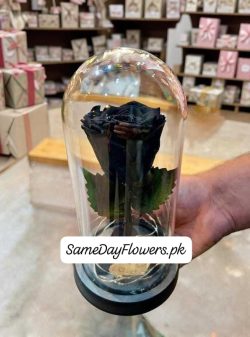 Fresh Black Rose Lahore - SameDayFlowers.pk